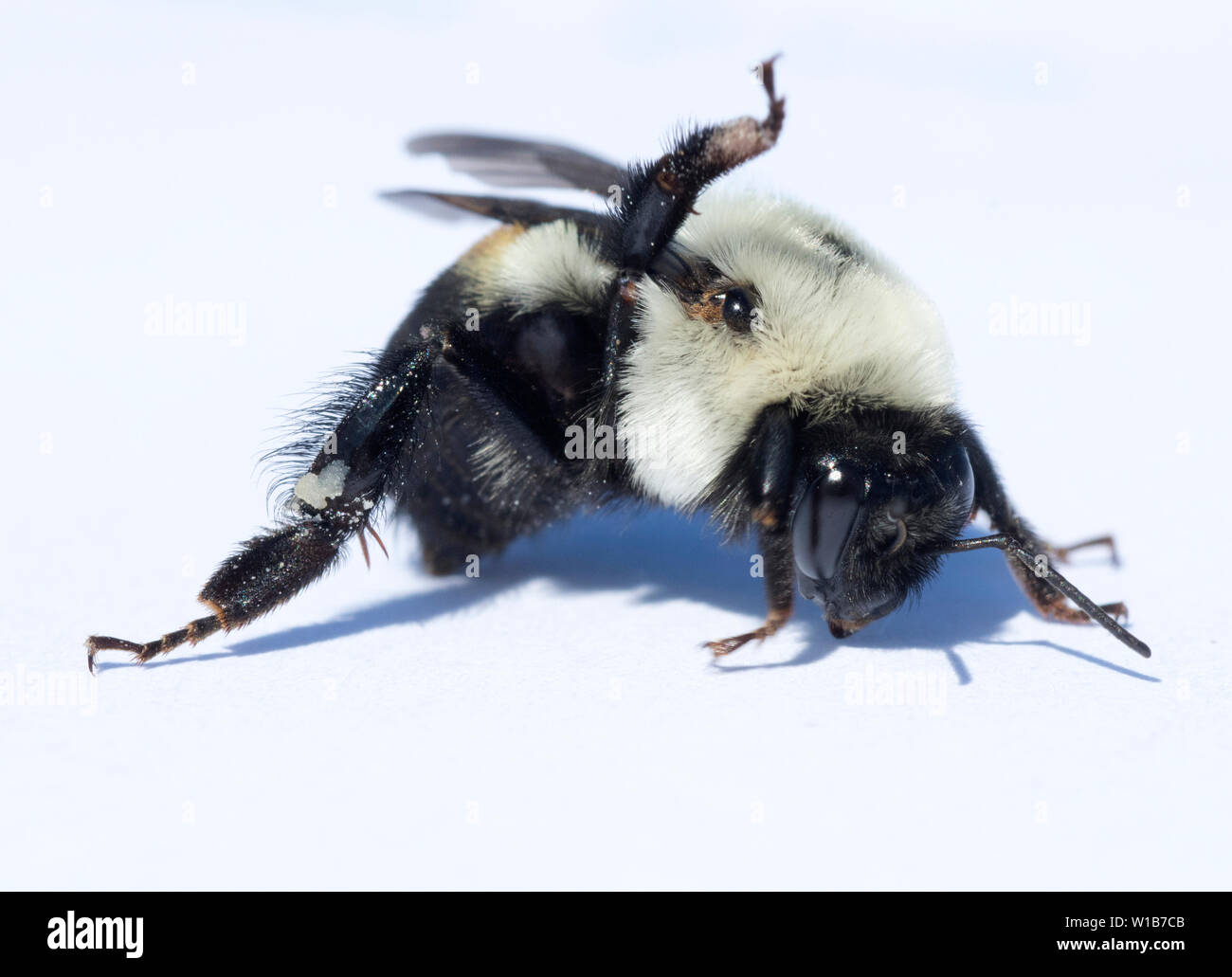 Marrone-belted Bumblebee (Bombus griseocollis) lavoratrice, Scooteney serbatoio, Washington Foto Stock