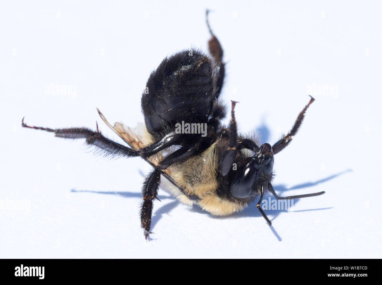 Marrone-belted Bumblebee (Bombus griseocollis) lavoratrice, Scooteney serbatoio, Washington Foto Stock