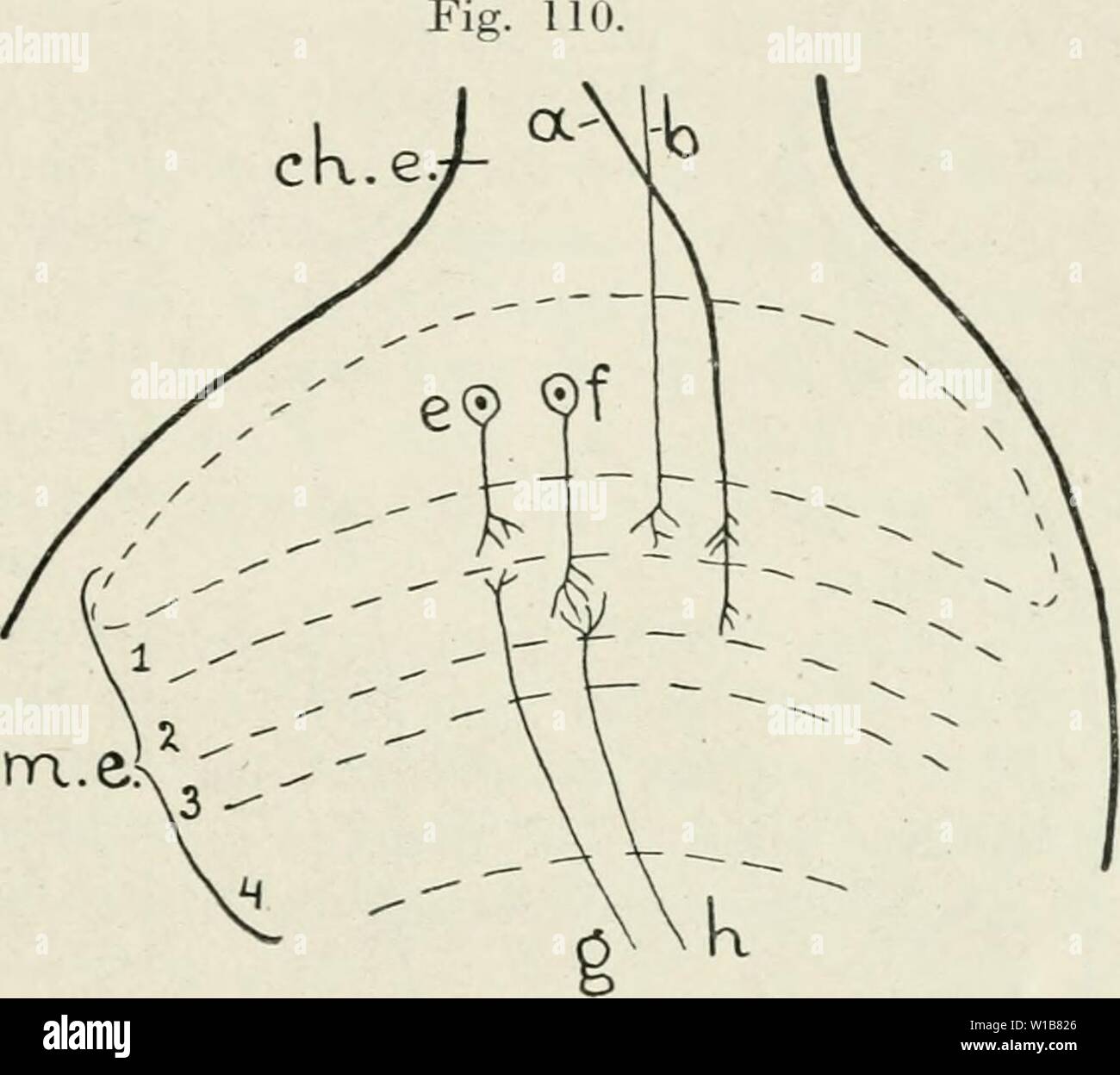 Immagine di archivio da pagina 336 di die im Leitungsbahnen Nervensystem der. Die im Leitungsbahnen Nervensystem der Tiere wirbellosen . dieleitungsbahne00droouoft Anno: 1920 ESAPODO, Diptera. 325 einen Fortsatz, welcher noch innerhalb der laniina ganglionaris endet. In der lamina ganglionaris enden überdies zentrifugale Nervenfasern (Fig. 109, d), welche mit ihren Endverästelungen besonders die Ganglienzellen c umspinnen. Ihre Herkunft blieb Cajal vuibekannt ; Zawarzin glaubt dieselbe in Ganghen- Zellen der medulla esterna suchen zu müssen (vergl. S. 286). Hinter dem externum chiasma folgt, Avie b Foto Stock