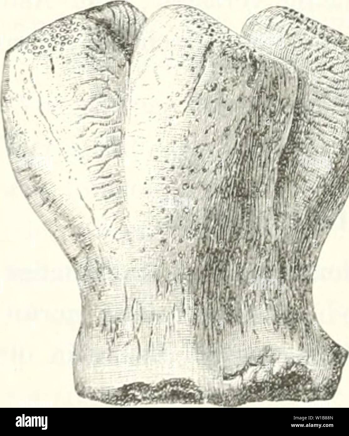 Immagine di archivio da pagina 339 di morire Leitfossilien, ein Handbuch für. Die Leitfossilien, ein Handbuch fÃ¼r den Unterricht und das fÃ¼r Bestimmen von Versteinerungen . dieleitfossilien00kokeuoft Anno: 1896 332 Erste Abteilung. BirnfÃ¶rmig, kuglig, zylindrisch oder Ã¤stig, nie schÃ¼ssel- oder trichter- fÃ¶rmig. 3. Im gewÃ¶lbten oder vertieften Scheitel mÃ¼ndet ein BÃ¼ndel rÃ¶hren- fÃ¶rmiger KanÃ¤le aus, von denen die mittleren parallele veloci der LÃ¤ngsachse stehen. 4. Schwamm ohne ein solches BÃ¼ndel vertikaler RÃ¶hren, entweder mit CentralhÃ¶hle oder mit radialen und peripherischen KanÃ¤len. 5. B Foto Stock