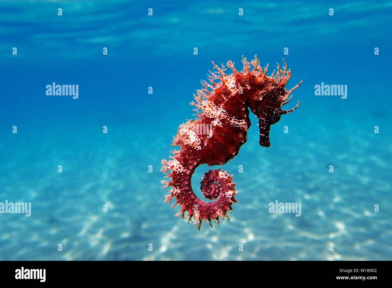 Cavalluccio marino mediterraneo - Hippocampus guttulatus Foto Stock