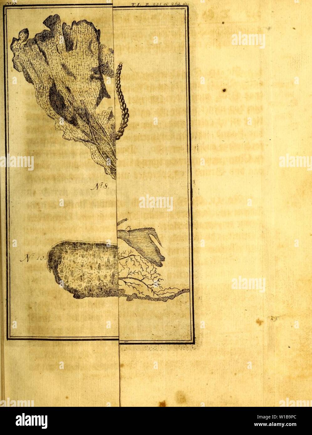 Immagine di archivio da pagina 348 di det første forsøg paa Norges. Det første forsøg paa Norges naturlige historie : førestillende dette kongeriges luft, Grund, fielde, vande, vaexter, metaller, mineralier, steen-arter, dyr, fugle, fiske og omsider indbyggernes naturel, samt saedvaner og levemaade . detfrsteforsgpaa00pont Anno: 1752 Foto Stock