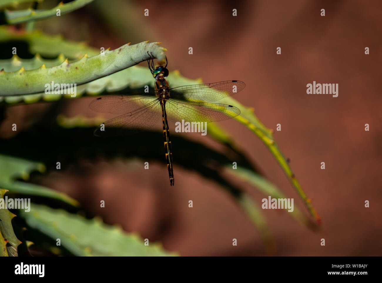 Dragonfly close up con ali trasparenti dettaglio in appoggio sul verde aloe Foto Stock