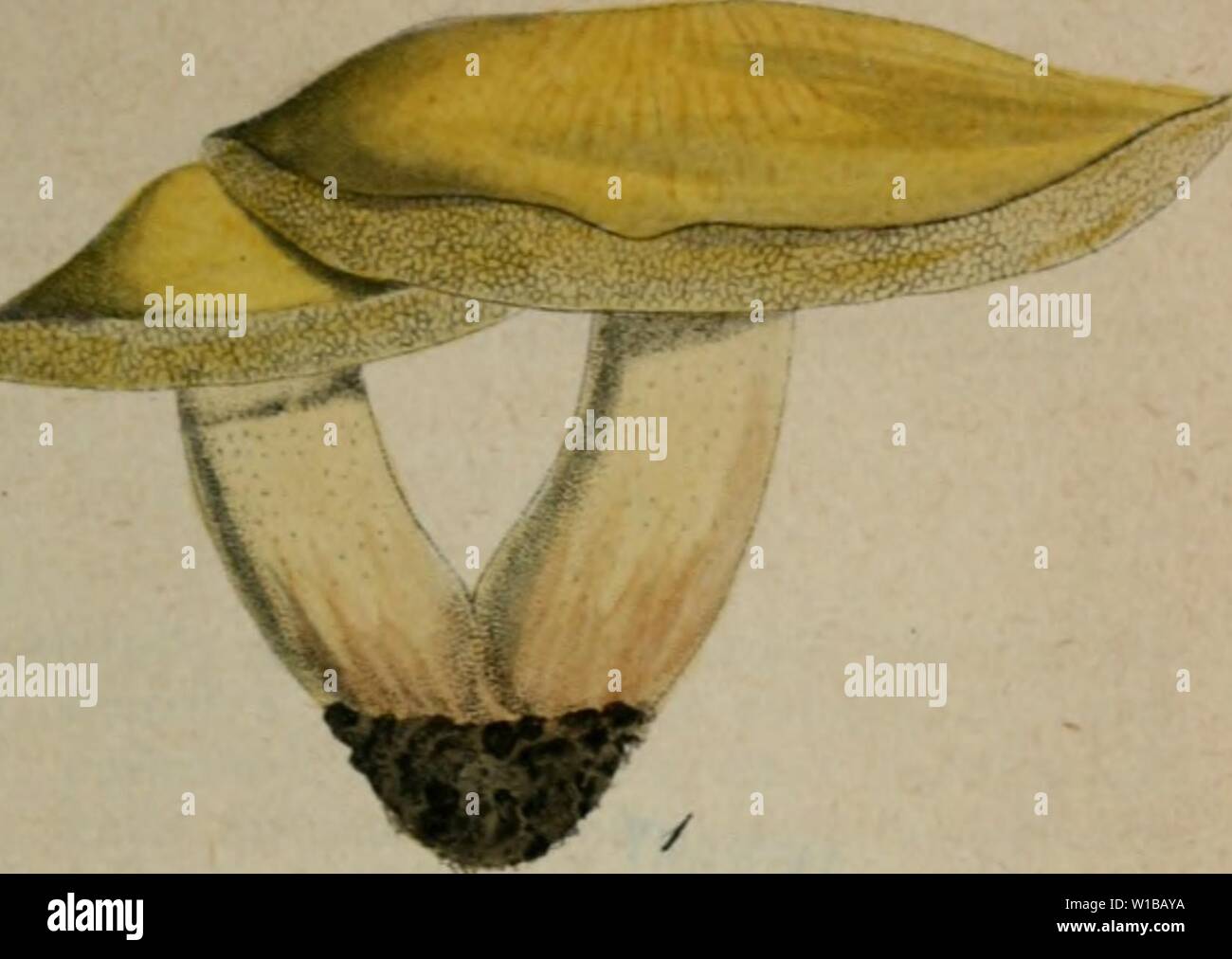 Immagine di archivio da pagina 356 di Deutschlands Flora in Abbildungen nach. Deutschlands Flora in Abbildungen nach der Natur : mit Beschreibungen. 3. Abth. Die Pilze Deutschlands . deutschlandsflor45stur Anno: 1817 . .. "Jir/.-/&GT;u au'inn., . Foto Stock