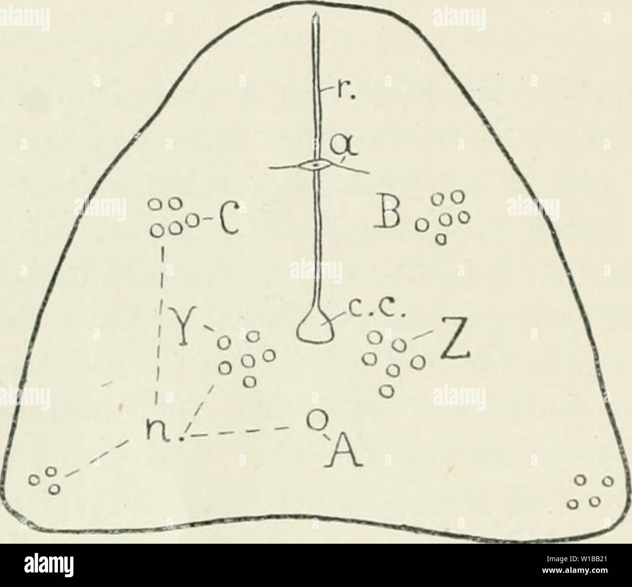 Immagine di archivio da pagina 357 di die im Leitungsbahnen Nervensystem der. Die im Leitungsbahnen Nervensystem der Tiere wirbellosen . dieleitungsbahne00droouoft Anno: 1920 346 AMPHIOXUS. Spinalnerven der Vertebraten in dieser Hinsicht übereinstimmen, dass sie angeordnet segmentale sind und daß man dorsale, überwiegend sensibele und ventrale, motorische Nerven unterscheiden kann. Die Unterschiede, welche die sensibelen Nerven von Amphioxus gegenüber denjenigen der Vertebraten aufweisen, werden später zur Sprache kommen. Ein ungepaarter Nerv zur Flimmergrube und drei Nervenpaare verlassen das Gehirn. Foto Stock