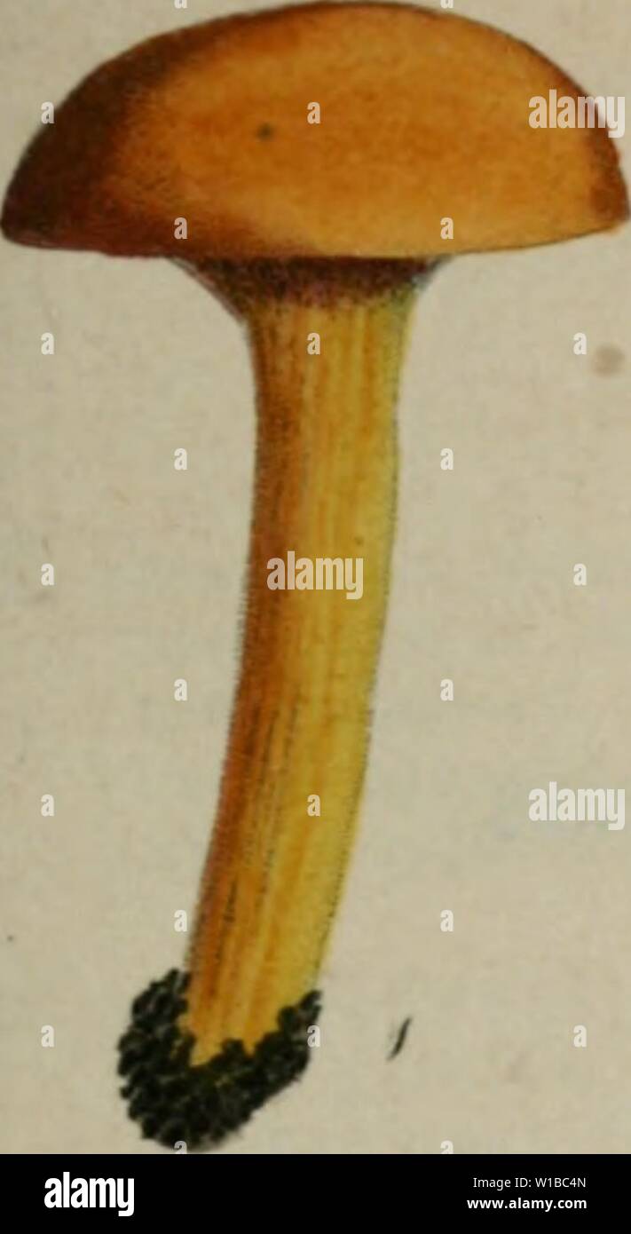 Immagine di archivio da pagina 364 di Deutschlands Flora in Abbildungen nach. Deutschlands Flora in Abbildungen nach der Natur : mit Beschreibungen. 3. Abth. Die Pilze Deutschlands . deutschlandsflor45stur Anno: 1817 Foto Stock