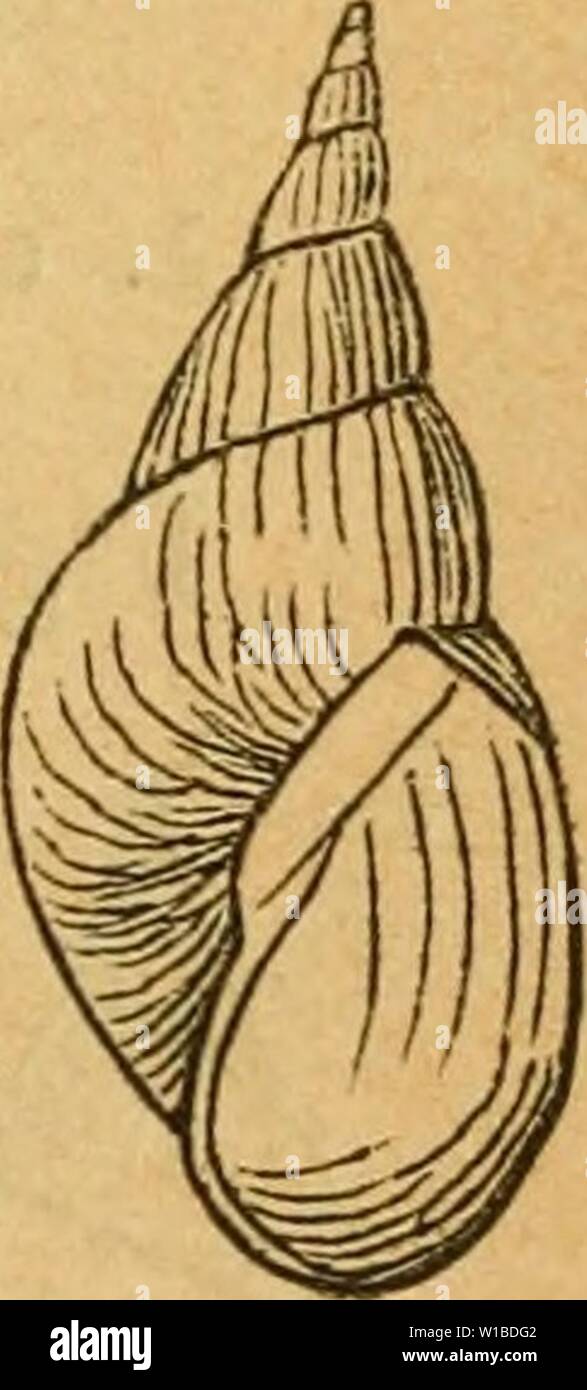 Immagine di archivio da pagina 372 di Deutsche escursioni-mollusken-fauna (1884). Deutsche escursioni-mollusken-fauna . deutscheexcursio00cle Anno: 1884 363 Fig. 214. kelig; - Mündung sehr weit; Aussenrand gerundet; Spin- delspirale sehr weit geöffnet. Länge 50 mm, Breite 27 mm. Länge der Mündung 28 mm, Breite 21 mm. Wohnort und Verbreitung. In Altwassern; wohl im ganzen Gebiete. II. Gruppe. Gehäuse mit ziemlich verkürztem aber spitzem Gewinde und gewölbten Umgängen. 5. Var. arenaria Colbeau, Annales ae soc mal. Belg. I. P. 14 t. 2- fig. 5. Gehäuse: klein, dünnschalig, Gewinde spitz - kegelförmig, e Foto Stock