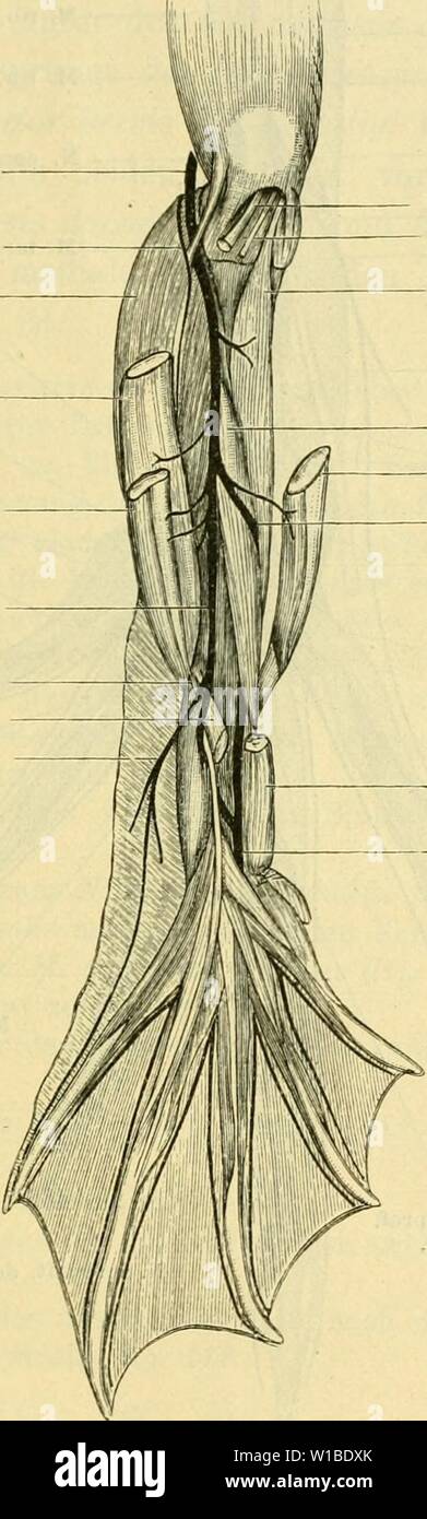 Immagine di archivio da pagina 376 di Die anatomie des Frosches; ein. Die anatomie des Frosches; ein Handbuch fÃ¼r Physiologen, Ãrzte und Studire . dieanatomiedesfr0102ecke Anno: 1887- al plesso lombo-sacralis. 205 und legt sich dem tibiale M. 2&GT;osticus un. Auf diesem läuft er bis zum Fussgelenk und dringt dann hinter dem des Ansatz M. peroneus zum lateralen Umfange des Crurotarsal-Gelenkes. b) M. cutaneus cruris lateralis. Geht am lateralen Umfange des Knie- gelenkes ab, tritt über die Ursprungssehne laterale des M. plantaris longus un Fig. 59. N. peroneus K. articul. ped. M. impianto, lungo. M. peron Foto Stock