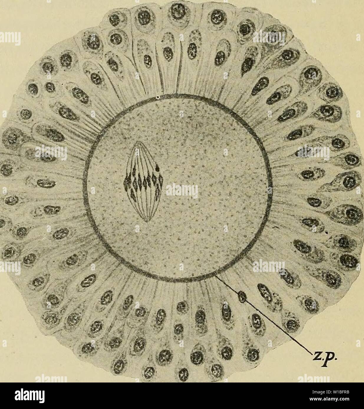 Immagine di archivio da pagina 39 dello sviluppo dell'uomo. Lo sviluppo del corpo umano : un manuale di embriologia umana . developmentofhum00mcmu Anno: 1914 28 la maturazione della cellula uovo sebbene scimmie femmine menstruate regolarmente per tutto l'anno, tuttavia esiste ma uno annuale periodo cestral quando l'ovulazione avviene (Heape). La maturazione della cellula uovo.-Tornando ora alla ovum, è stato dimostrato che al momento della sua estrusione dal follicolo di Graaf non è equivalente a uno spermatozoo ma ad un primario spermatocyte e può essere ricordato che un tale spermatocyte Foto Stock