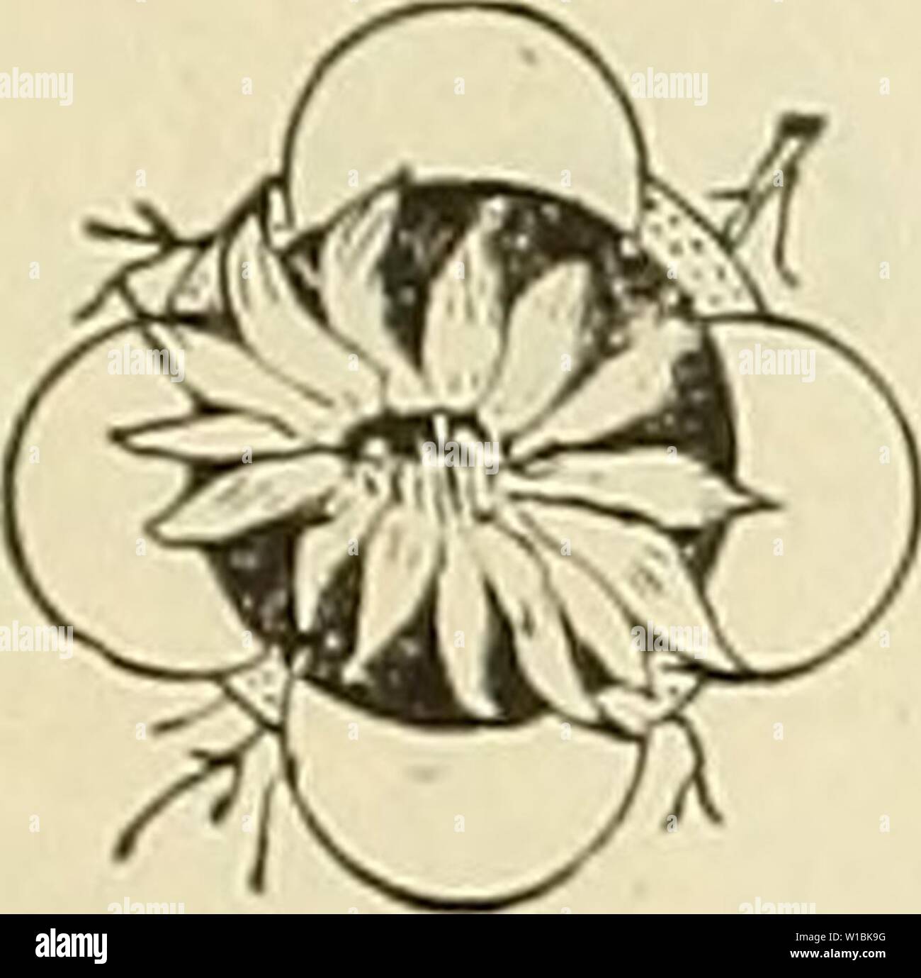 Immagine di archivio da pagina 42 del catalogo descrittivo di Mill Creek. Catalogo descrittivo di Mill Creek vivai : frutticoltura, i suoi profitti e slect varietà sul mercato . descriptivecatal1895Eugène Anno: 1895 [ 39 ] qualcosa /bout una grande carta. L ' Atlanta costituzione ' è il più grande e migliore della carta nel sud degli Stati Uniti. Il suo corpo di redattori sono tra i primi Vriters di questo coun- provare, Joel Chandler Harris, Vho ha fama internazionale, raggiunti hh l}è ' ITpcle Remus ' storie; inoltre, Wallace P. Reed, il breve racconto Vritcr del Soutl}, e F. I. Stanton, come sw'EET, un poeta un Foto Stock