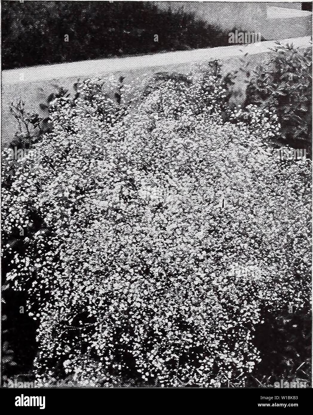 Immagine di archivio da pagina 42 descrittivo del listino prezzi (1935). Prezzo descrittivo elenco . descriptiveprice00cmho 1 Anno: 1935 Lilium Auratum. [ Gypsophila, Bristol fiabesco. LATHYRUS (pisello perenne). Ogni, 25c; 10 $2.00; 100, $15.00. L. latifolius. EVerblooming hardy scalatore con cluster di rosa, pealike fiori. L. latifolius albiflorus. Modulo bianco di sopra. L. latifolius rubrum. Red forma di sopra. LIATRIS (Blazing Star). Ogni, 25c; 10 $2.00; 100, $15.00. L. pycnostachya. I picchi di densa di rosy fiori viola. Da 3 a 5 ft. L. spicata. Deep Purple fiori in punte da 2 a 3 ft. alta. Il Lilium - Lili Foto Stock