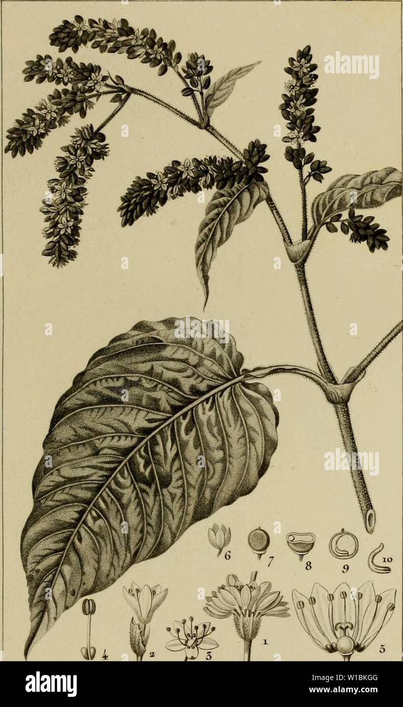 Immagine di archivio da pagina 42 del Dictionnaire des Sciences Naturelles, dans. Dictionnaire des Sciences Naturelles, dans lequel on traite mÃthodiquement des diffÃrens Ãªtres de la natura, considÃrÃs soit en eux-mÃªmes, d'aprÃ¨s l'Ãtat attuale de nos connoissances, soit relativement à l'utilitÃ qu'en peuvent retirer la mÃdecine, l'agricoltura, le commerce et les artes. Suivi d'une biographie des plus cÃlÃ¨bres naturalistes . dictionnairedes03cuvi Anno: 1816 BOTANIQUE. DICO TYLÂ£:J) uno s . o]yst HENOLTBE l'Orient. POLYGONUM orientale .fzmj ..P&uieitrj' /leursreuzues dans- onu ecaMt â a. m neur m Foto Stock