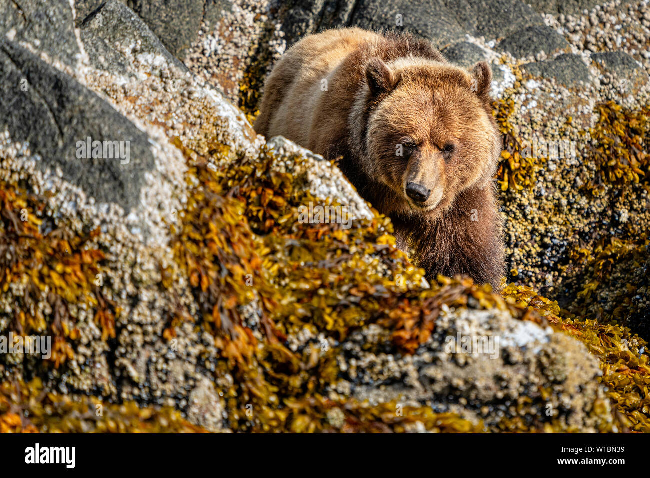 Orso grizzly camminando lungo la bassa marea linea in ingresso del cavaliere, Prime Nazioni Territorio, grande orso nella foresta pluviale, British Columbia, Canada. Foto Stock