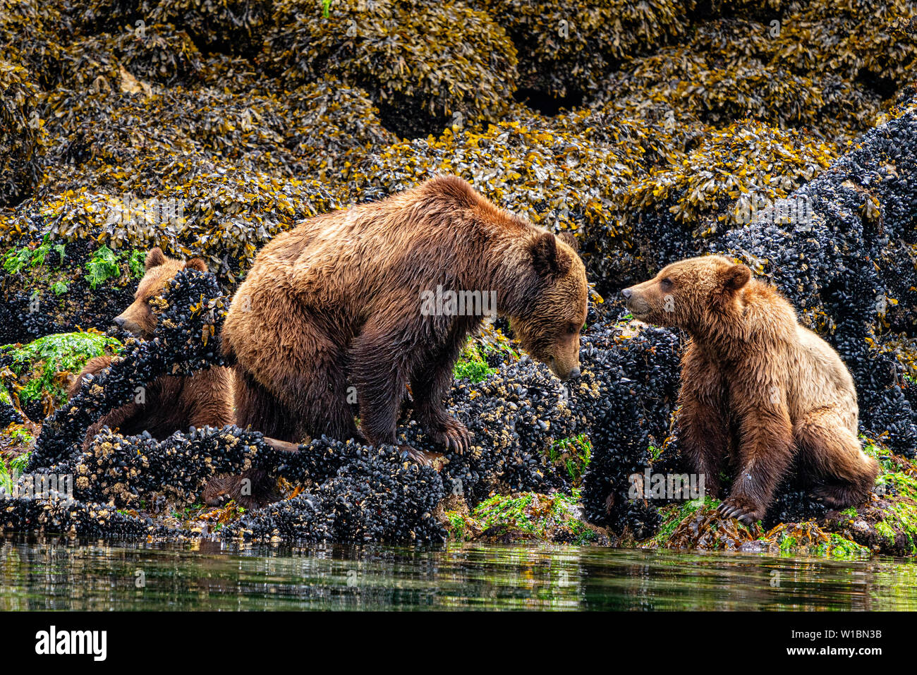 Grizzly orso mamma con due ultimi anni cucciolo di festa lungo la bassa tidelina in Knight Inlet lungo la costa della foresta pluviale Great Bear nella British Columbia Foto Stock