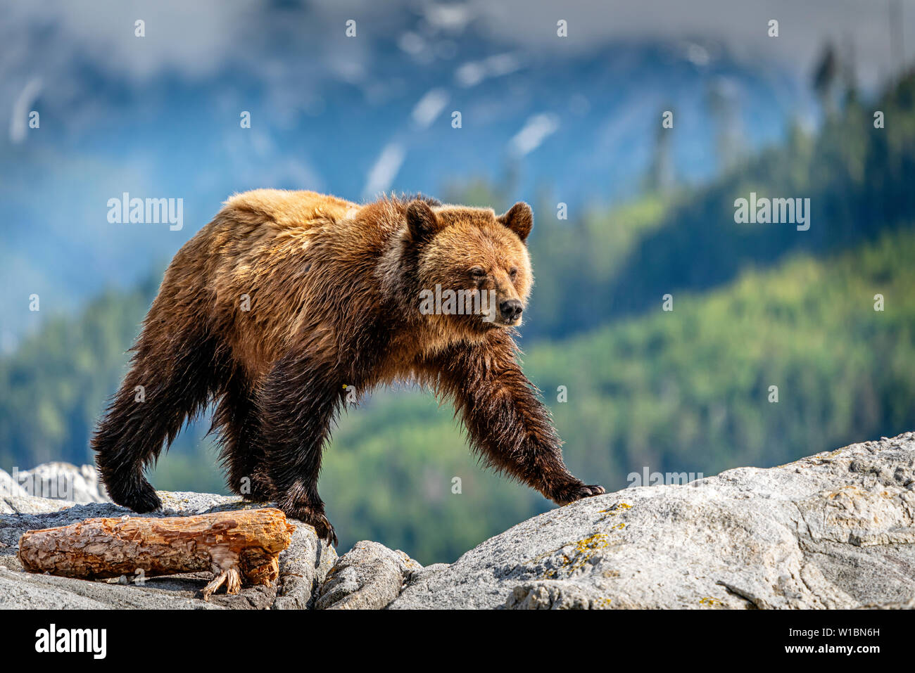 Orso grizzly camminando su una piccola isola nel bellissimo Ingresso del cavaliere, Prime Nazioni Territorio, grande orso nella foresta pluviale, British Columbia, Canada. Foto Stock