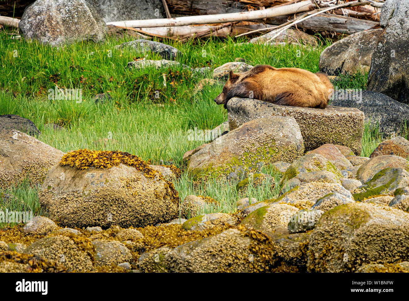 Orso grizzly dormire su di una roccia in ingresso del cavaliere, Prime Nazioni Territorio, grande orso nella foresta pluviale, British Columbia, Canada. Foto Stock