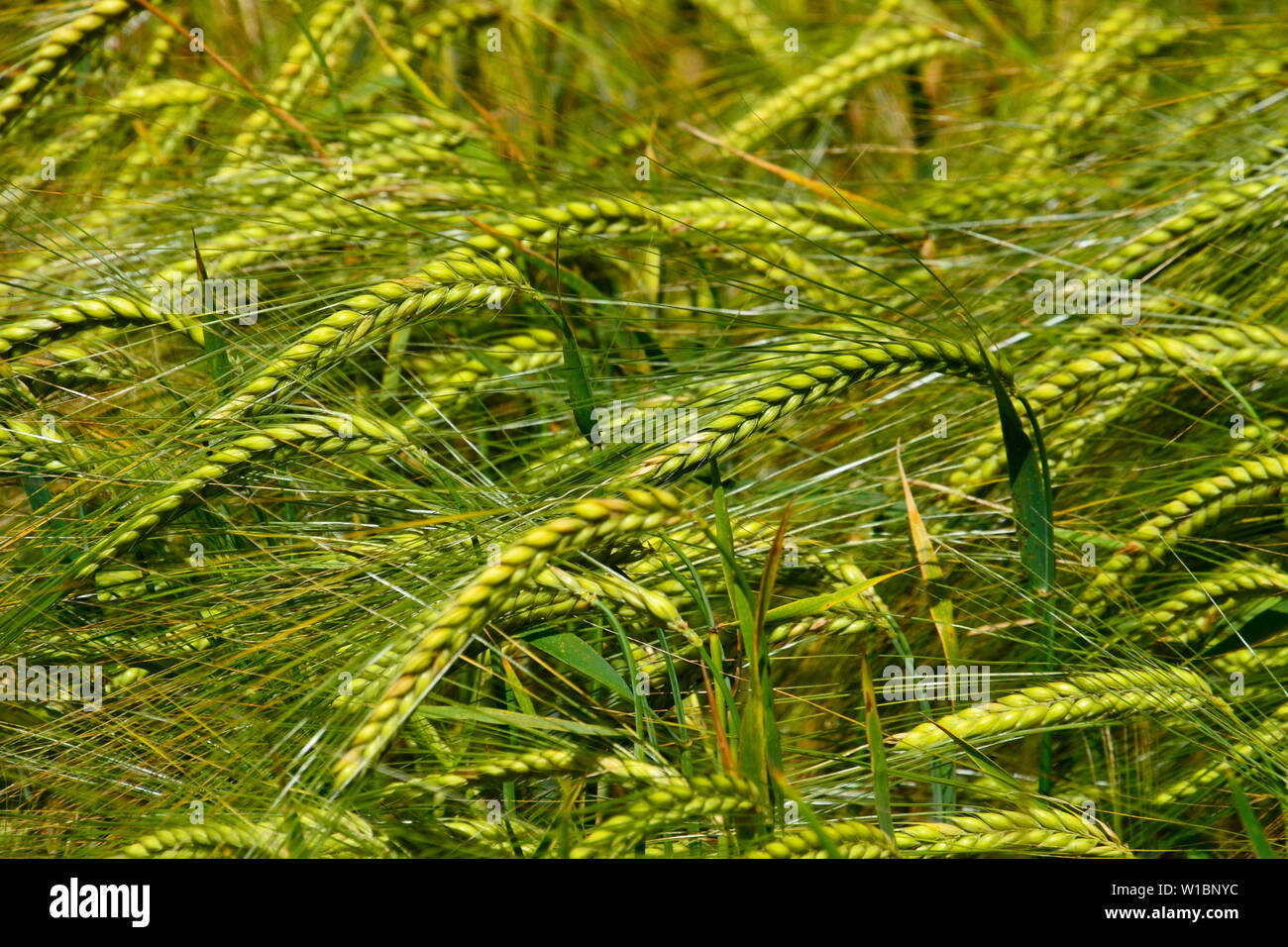 Spighe di grano ondeggianti nella brezza, Princes Risborough, Buckinghamshire Foto Stock