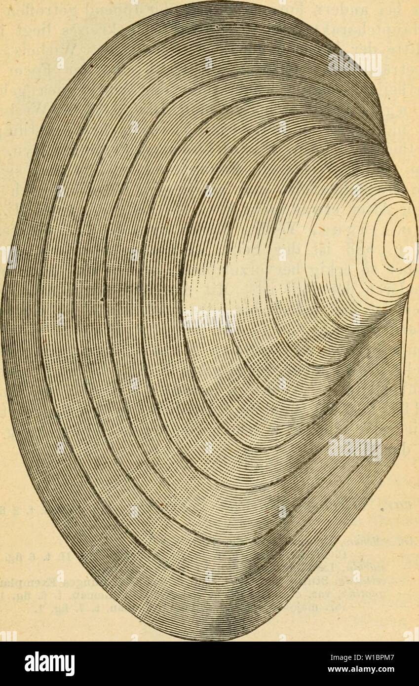 Immagine di archivio da pagina 442 di Deutsche escursioni-mollusken-fauna (1876). Deutsche escursioni-mollusken-fauna . deutscheexcursio00cles Anno: 1876 4B7 wÃ¶lbt, Hinterrand kurz, beim Znsammentrefifen mit dem Unterrande eine breite, stumpfe, abgerundete Ecke bildend ; Perlmutter ha rein, blÃ¤ulich sehr glÃ¤nzend, Muskelnarben deutlich. Â LÃ¤esn 130â190 mm , Breite 65-80 mm., Dicke 45â60M. rl Wohnort: in Weihern mit erdig schlammigem, nicht oder sehr wenig mit gemischtem Pflanzenhumus Boden. Foto Stock