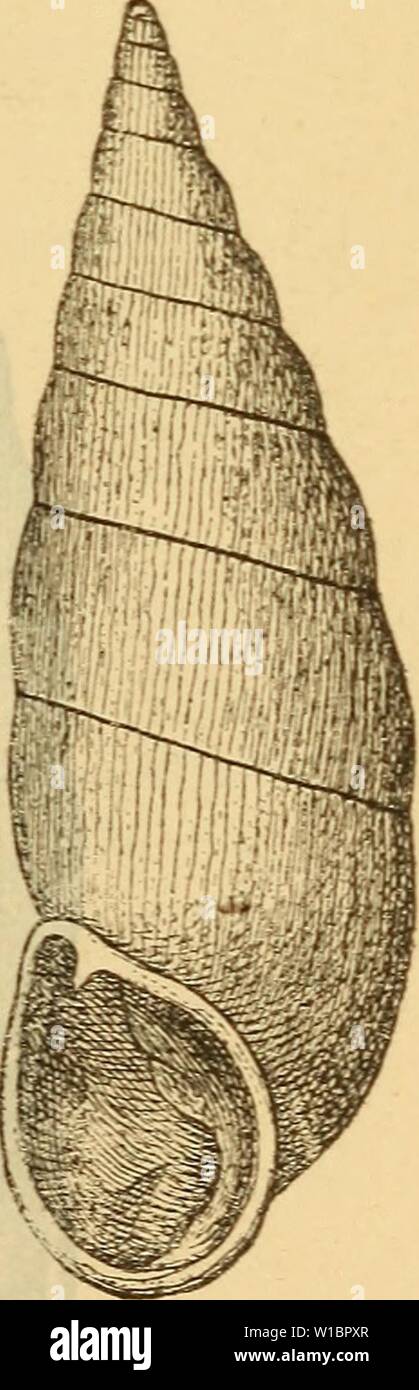 Immagine di archivio da pagina 444 di morire Mollusken-Fauna Mitteleuropa's (1884). Die Mollusken-Fauna Mitteleuropa . diemolluskenfaun22cles Anno: 1884 P. dub. v. podolica. P. dub. v. Schmidtiana. Foto Stock