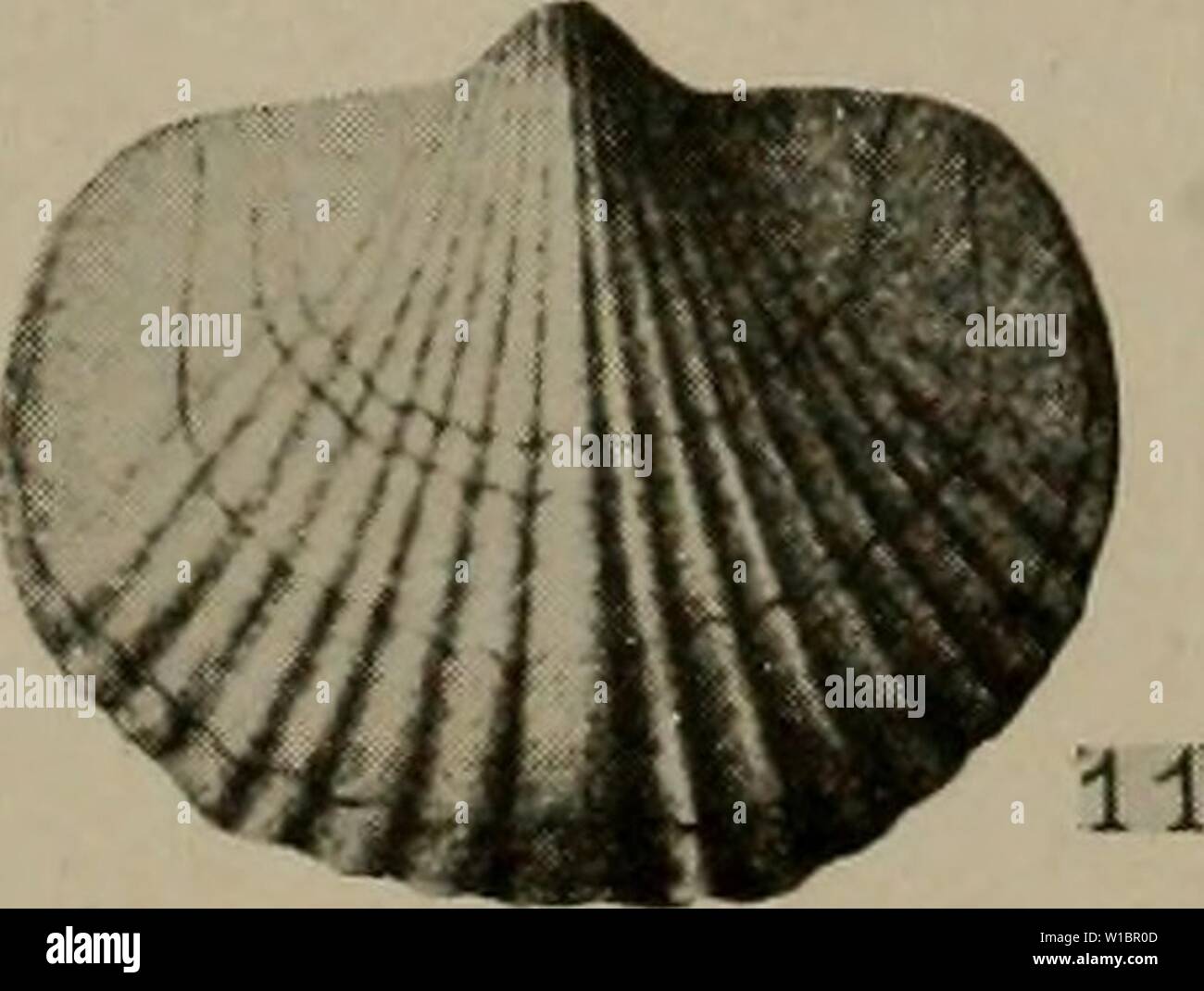 Immagine di archivio da pagina 444 del Devoniano del Missouri (1922). Il Devoniano del Missouri . devonianofmissou00crusca Anno: 1922 Foto Stock