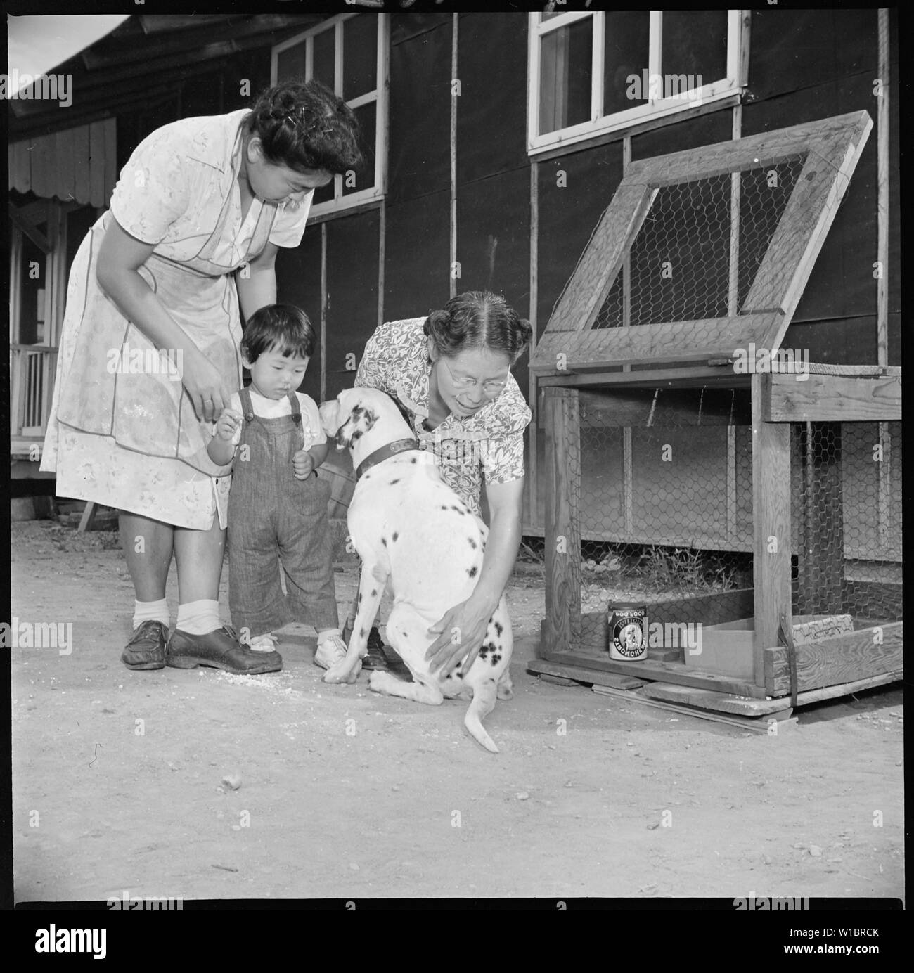 La chiusura del centro di Girolamo, Denson, Arkansas. Una bambina si consola come la chiusura della ger . . .; Portata e contenuto: tutta la didascalia per questa fotografia si legge: la chiusura del centro di Girolamo, Denson, Arkansas. Una bambina si consola come la chiusura del centro di Girolamo si separa dal suo pet, Grandi, un simpatico cane di proprietà di Henry Ishino, che era diventato il pet di tutti i bambini in blocco. Il Ishinos vengono spostati al Gila River Center e dei principali è quello di seguire il bagaglio auto. Foto Stock