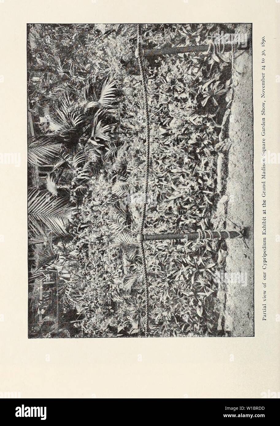 Immagine di archivio da pagina 45 del descrittivo catalogo illustrato di nuovo. Descrittivo catalogo illustrato di nuovo e raro semi, piante, e lampadine . descriptiveillus1893Unità Anno: 1893 Foto Stock