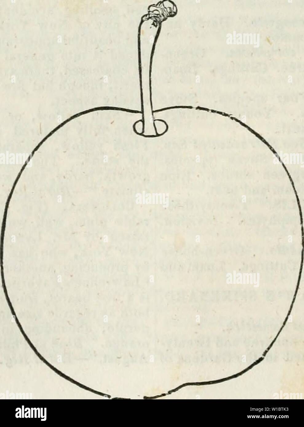 Immagine di archivio da pagina 459 di un dizionario di giardinaggio moderno. Un dizionario di giardinaggio moderno . dictionaryofmode00john Anno: 1847 PLU 466 PLU -• di colore giallo y; b blu ; r rosso ; prugne.-spiegazione delle abbreviazioni p viola. Dimensioni.-L di grandi dimensioni ; m medio. American plantule di riconosciuto pregio albicocca prugna Bingham's uovo di gallina . La Boimar Washington Bleeker Rosso di Blue Gage . Brevoort's viola Bleeker's Gage . Coe del Golden goccia Cooper Rosso di American Columbia Damson, giallo Gage, giallo Gage, Scarlet Gage, Schuyler's Gage, Principe Imperia Goliah . Huling le superbe . Jefferson Red Magnum Bonum M bianca Foto Stock