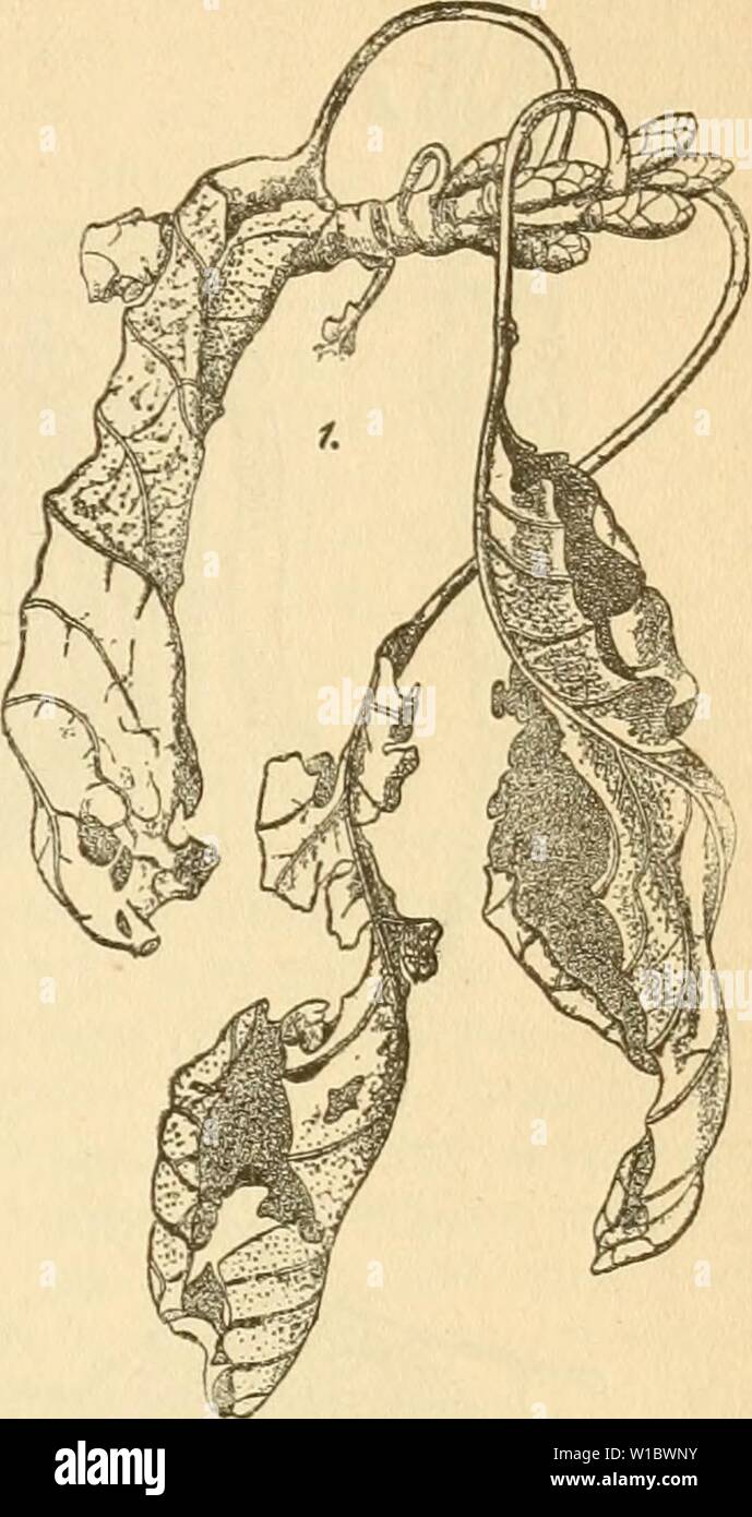 Immagine di archivio da pagina 464 di Die krankheiten der pflanzen, ein. Die krankheiten der pflanzen, ein handbuch fur Land-und forstwirte Gartner, gartenfreunde und botaniker . diekrankheitende02fran Anno: 1895 13. 5?apitel: Pyrenomycetes 449 auf ber lliitcrfeite bn SBIdtffede, alÂ§ 0,07â0,09; mm grofee, runblidie SÃ¤drf)en, tucfdie inmnttelbar unter btx (gpibermiS fi|en. Se SBegen)rer ÃIeinÂ£)iet fiub fio uur mit ber ?npc Ã¶eutltd) alÂ§ fleine I)eIUn'Ã¤unIid)e 5ÃÃ¼nft= den ju erfennen. 2ln il)reni Âd)eitel jerreit tre SÃanb nnregelutÃ¤fiig unb fcifet eine DJienge non teroorqueÃ¼en Âpermatien, n) Foto Stock