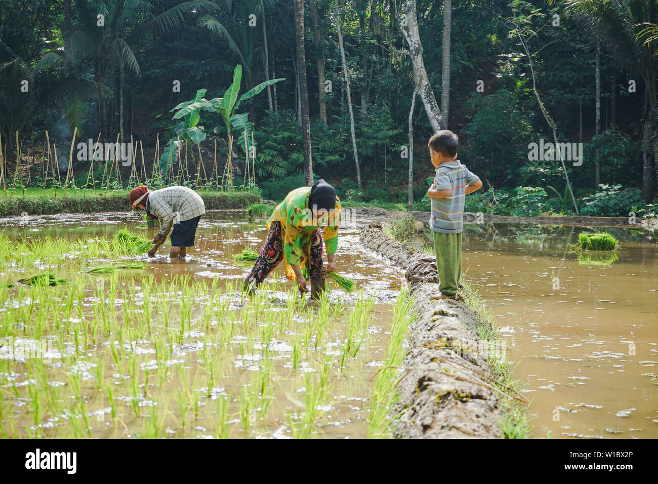 Un bambini che accompagnano la sua madre quando piantare semi di riso a Purworejo, Giava centrale, Indonesia Foto Stock