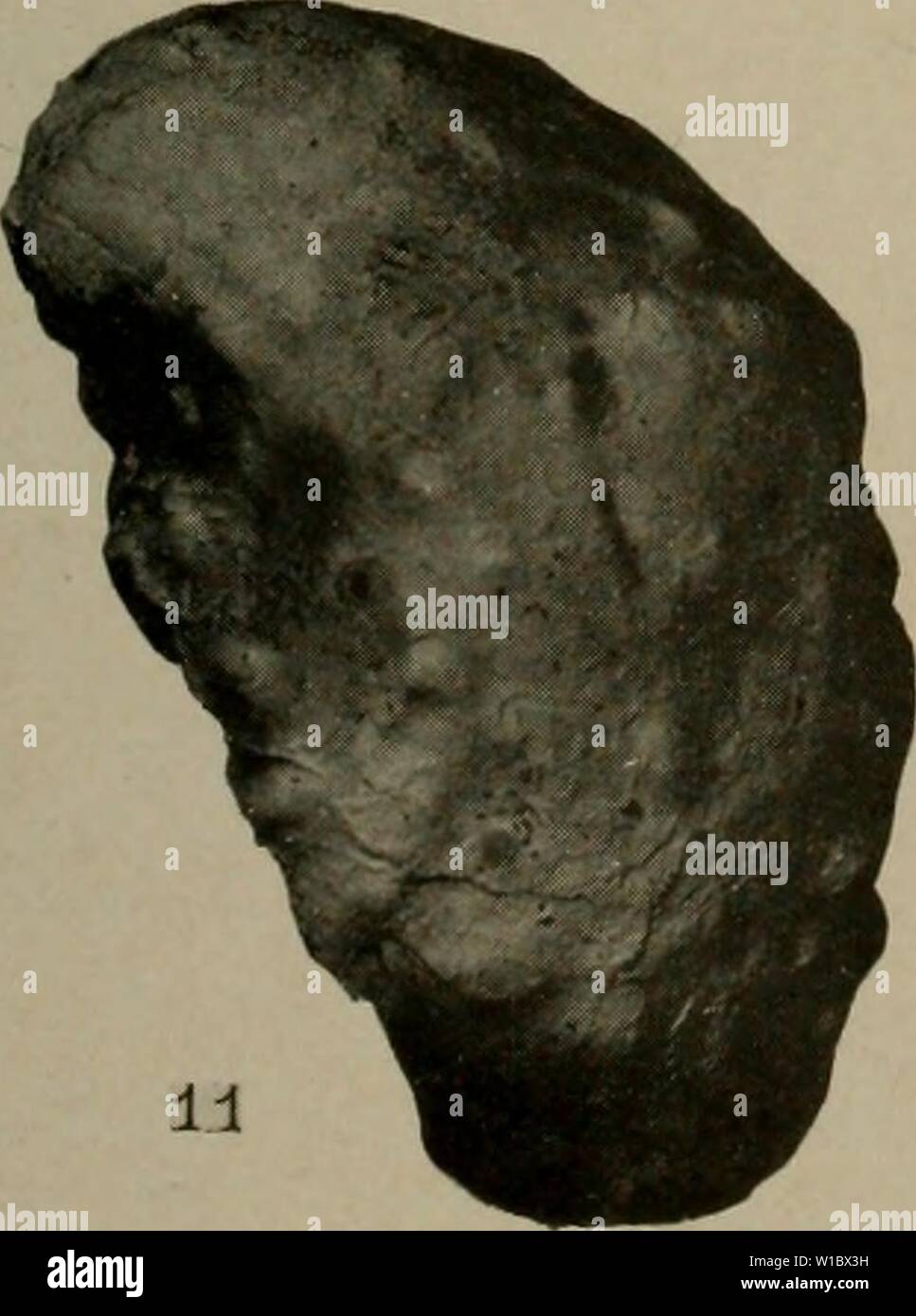 Immagine di archivio da pagina 468 del Devoniano del Missouri (1922). Il Devoniano del Missouri . devonianofmissou00crusca Anno: 1922 3 m 12 10 Foto Stock