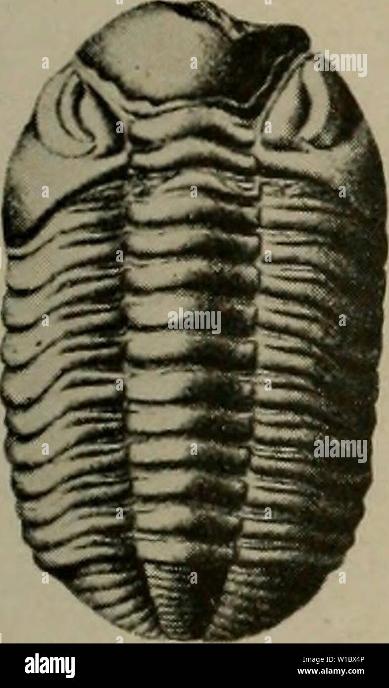 Immagine di archivio da pagina 468 del Devoniano del Missouri (1922). Il Devoniano del Missouri . devonianofmissou00crusca Anno: 1922 Foto Stock