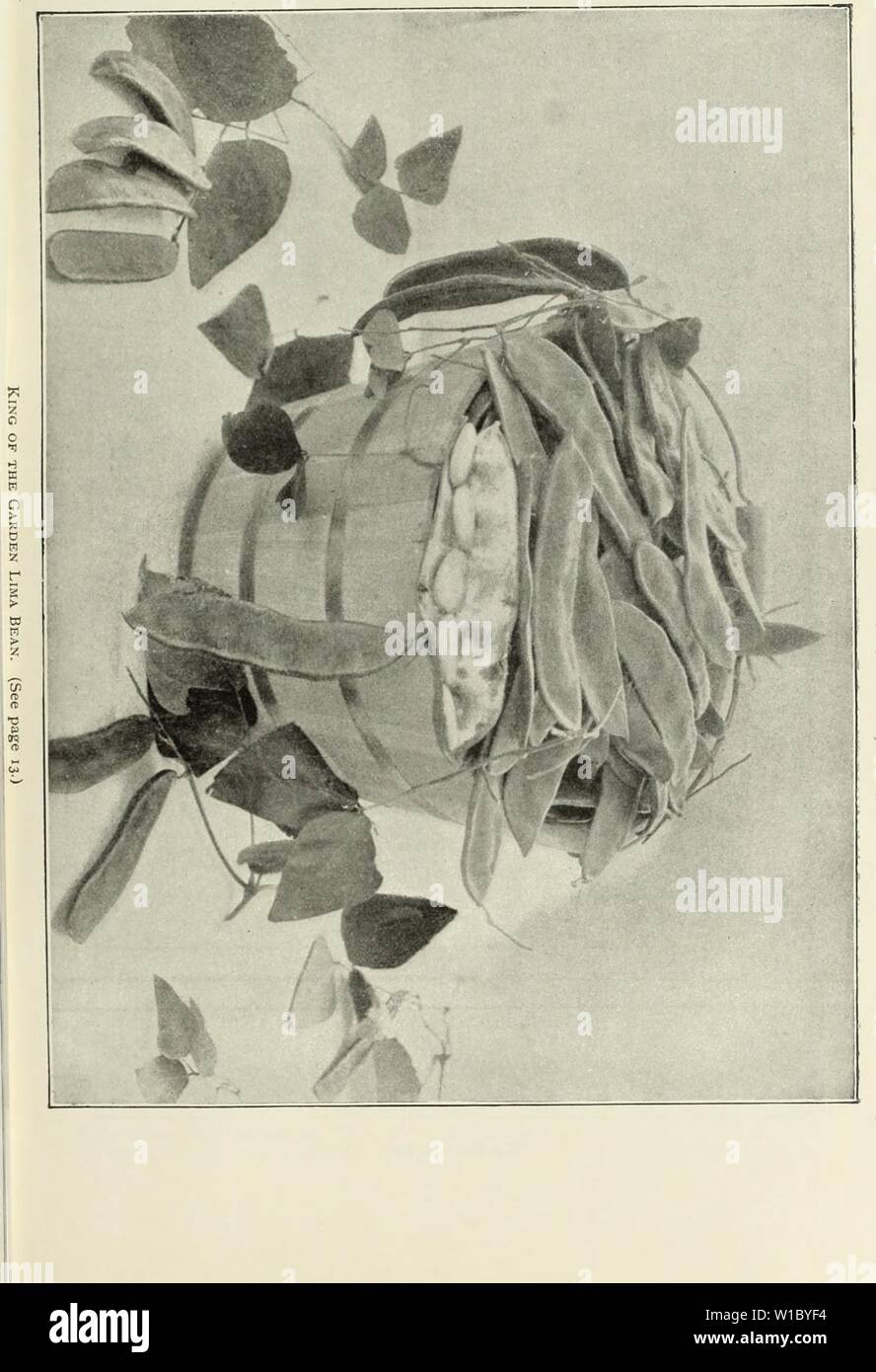 Immagine di archivio da pagina 48 del descrittivo catalogo illustrato di nuovo. Descrittivo catalogo illustrato di nuovo e raro semi, piante, e lampadine . descriptiveillus1893Unità Anno: 1893 Foto Stock
