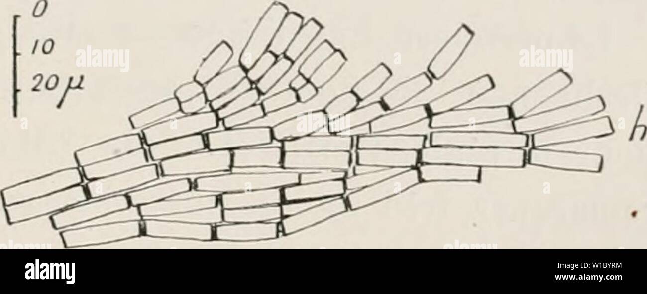 Archivio immagine dalla pagina 48 della Deuxième expédition antarctique francaise (1908-1910). DeuxiÃ¨me expÃdition antarctique francaise (1908-1910) . deuximeexpdi1913cfran Anno: 1913 MÃLOBÃSIÃES. 41 rÃactifs; les cellules se colorent Ãgalement bien et montrent des pori trí¨s visibili. La dimension des cellules of entre 10 et 18 (i pour la longueur ; elle est gÃnÃralement de 12 Ã 16 f.; la largeur est de 6 a. Ce tissu peut acquÃrir onu grand dÃveloppement sans subir aucune variazione, ni Ãªtre inter- rompu par onu autre tissu. Tout Ã t'AIT Ã sa base, prÃ¨s de l'hypothalle, ce pÃrithalle un caractÃ onu" Foto Stock