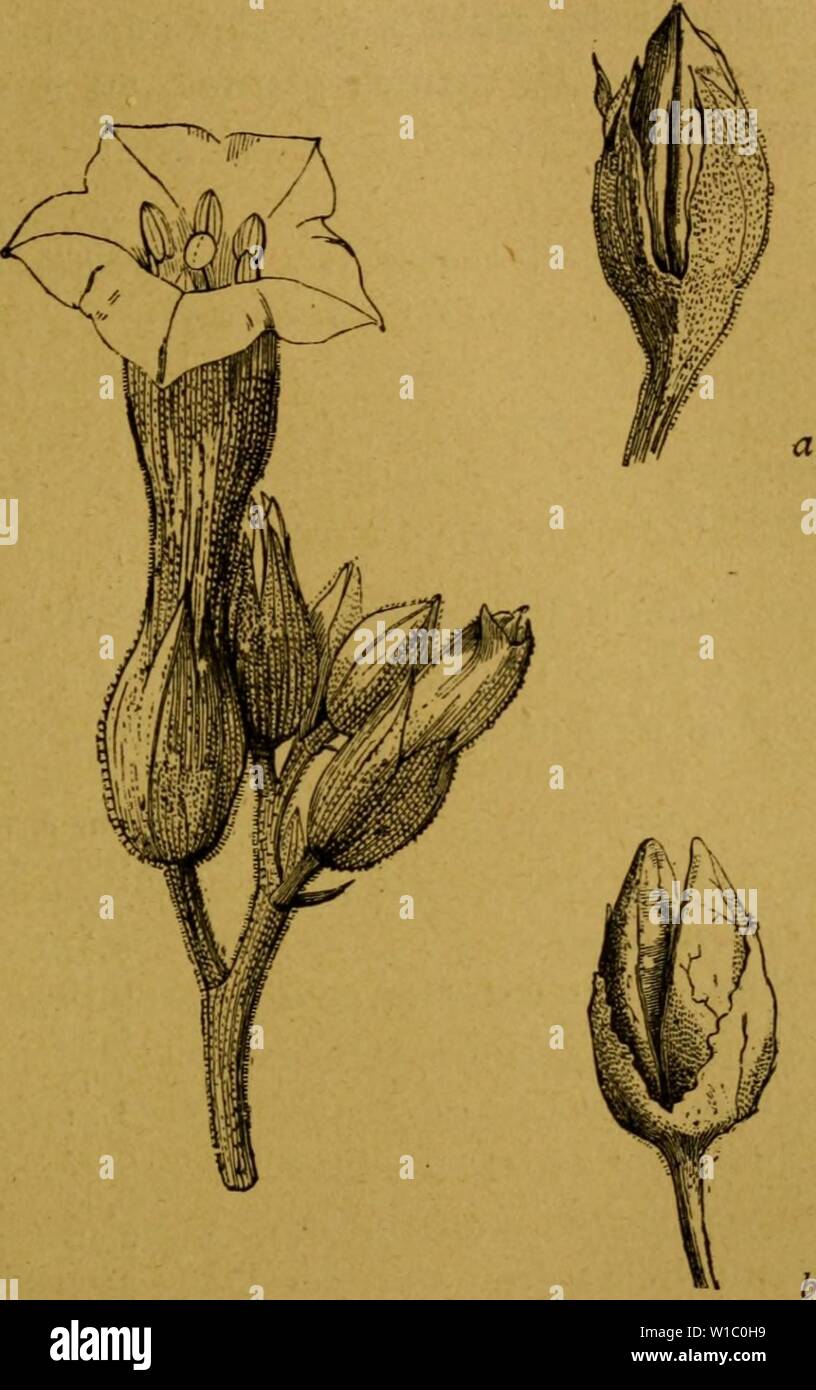 Immagine di archivio da pagina 488 di des plantes vénéneuses et des. Des Plantes vénéneuses et des empoisonnements qu'elles déterminent . desplantesvn00corn Anno: 1893 des plantes VÉNÉNEUSES. 475 l'examen a été faitavec le plus grand soin par M. Schloe- cantare et qui dépendent de l'âge de la plante, du climat et de la nature du sol. FiG. 49. - Nicotiana tabacum, - Tabac, [a. Frutta. - B. Fruil entr'ouvert. Toutes les parti de ce vége'tal ne sont pas véné- neuses, les graines ne renferment pas l'alcaloïde toxique qu'on trouve principalement dans les feuilles. Foto Stock