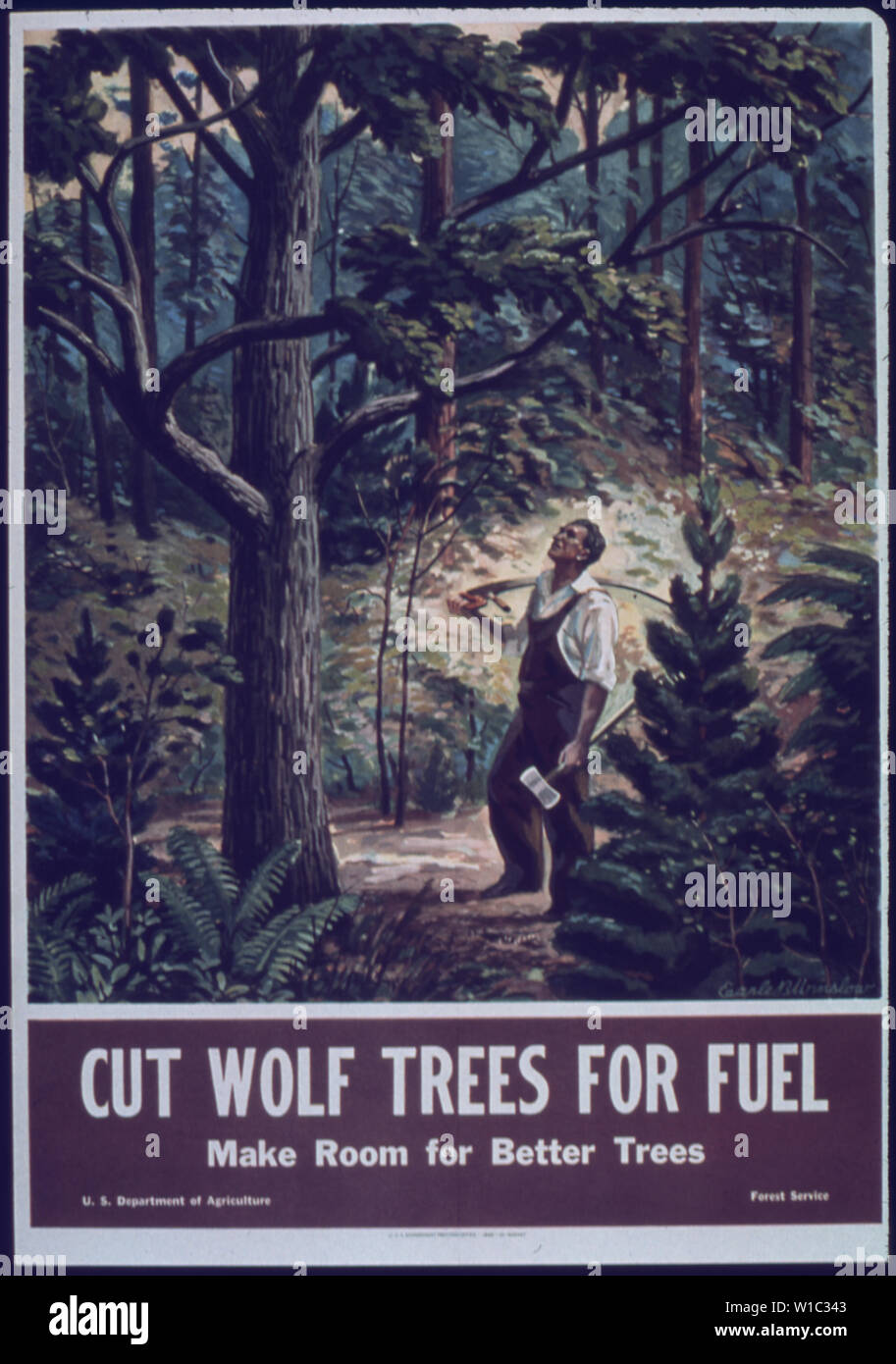 Tagliare gli alberi di lupo per il carburante Foto Stock