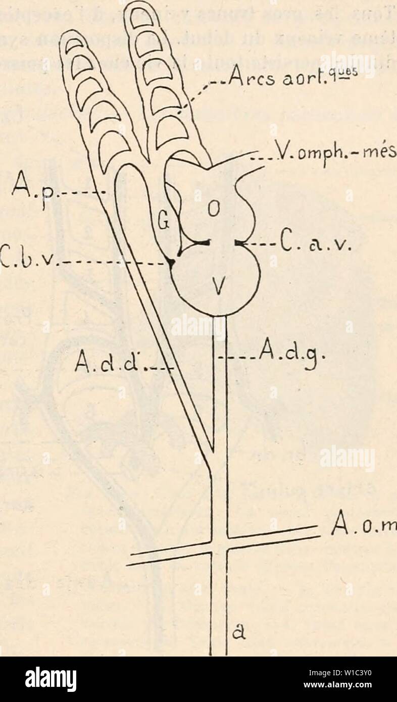 Immagine di archivio da pagina 518 del Dictionnaire de physiologie (1904). Dictionnaire de physiologie . dictionnairedeph06ricco anno: 1904 Fig. 77. Â SystÃ¨mes artÃriel et veineux primitifs. Â o, o, Veines omphalo- mesentÃriques. Â C, CÅur. Â A, A, Aortes dorsales. Â 1, archi aortiques; 2, Veine cardinale antÃrieure ; 3, Veine cardinale postÃrieure. Â 4, Aorte des- cendante. Â 5, ArtÃ¨res omphalo-mÃ- sentÃriques. Â 6, Aorte caudale. Â 7, 7, ArtÃ¨res ombilicales. Â 8, 8 Canaux de CuviER (d'aprÃ¨s Debierre). Ficta. 78. Â SchÃma de l'appareil cardio-aortique de l'embryon. 6 Les Arcs aortiques sont com Foto Stock