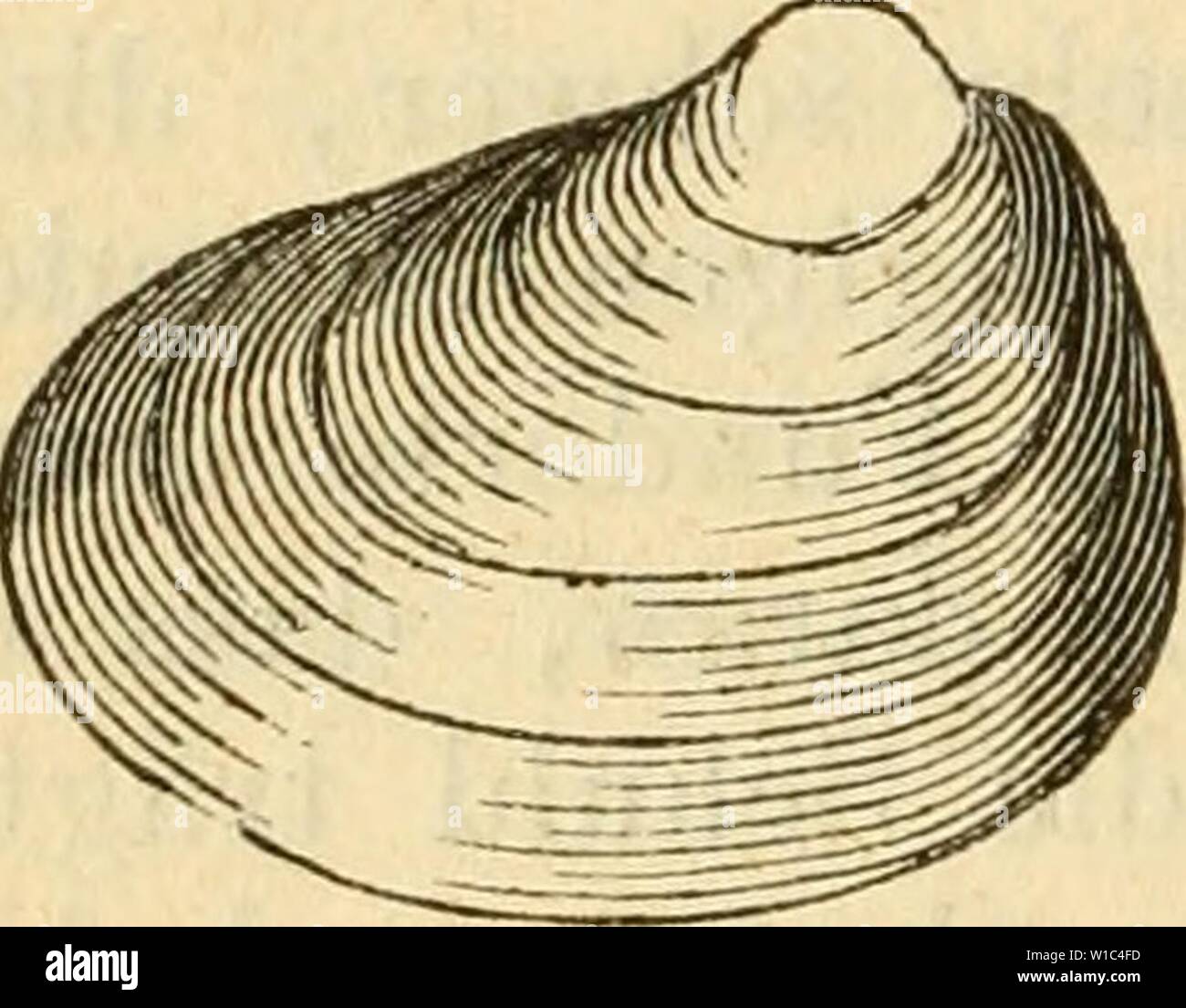 Immagine di archivio da pagina 521 di Deutsche escursioni-mollusken-fauna (1876). Deutsche escursioni-mollusken-fauna . deutscheexcursio00cles Anno: 1876 516 7. Pisiditim pallidum Jeffreys. Pisidium pallidum, Gassies, Descr. Pis. Aquit. 1855 p. 16 t. 1 flg. 10. - Henslowianum, var. pallidum, Moq. Tand., bist. moll. Francia II. p. 581. - Fontinale, - - Jeffreys, Brit. Conch. I. P. 21. - Pallidum, Westerl., Fauna Moll. Suec. p. 539. La loro: nicht beschrieben. Muschel: mittelgross, verlängert-schief-eiförmig; Vorderhohenschwangau theil ziemlich zugespitzt, sehr bauchig, dünnschalig, sehr fein, unregelmässig gestreift Foto Stock