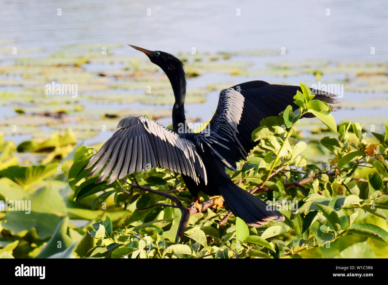 Si tratta di un uccello di acqua pronto per iniziare a volare su un lago Foto Stock