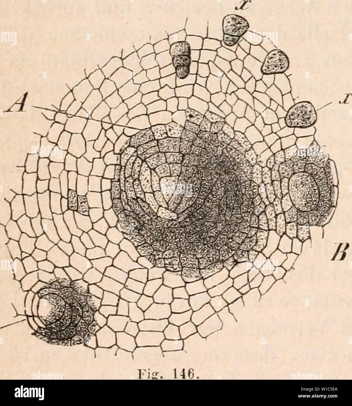 Immagine di archivio da pagina 531 di Die Lehre von der Pflanzenzelle. Die Lehre von der Pflanzenzelle . dielehrevonderpf00hofm Anno: 1867 Kig. 145 senden Stängelscheiteli an den Enden nutncher, unlcr die Bodenfläche dringender Stängel der Jungerniannia l)i('uspidala die Blallbildung aufhört, die am hinteren, älteren Tlieih desselben Stängels stattfand; - endlich daraus, dass bei den Jungerniannieen, welche keine sogenannten Unterblätter essere- sitzen, von den drei Längsreihen von Segmenlzellen. welche von der umgekehrt - dreiseitig-pyramidalen Scheitelzelle des Stängels durch successive ders Fächerung Foto Stock