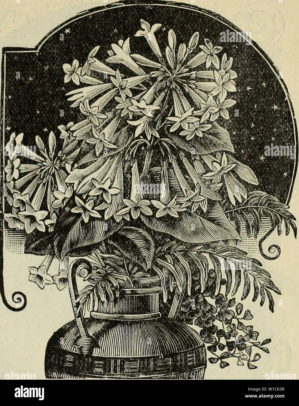 Immagine di archivio da pagina 54 descrittivi e di catalogo illustrato del. Descrittivo e catalogo illustrato della Royal Palm vivai . descriptiveillus1895roya Anno: 1895 Canna flaccida Lestrum ciurnum. CANNA, ha continuato. C. Indica. Bel rosso e giallo-varietà fiorito. 15 centesimi ciascuna, 1 $ per dozzina. C. Marechal Vaillante. Il fogliame di vino profondo-colore. Una delle migliori varietà. 15c. ciascuna, 1 $ per doz. CATALPA speciosa. La Catalpa. Un grande albero, avente bello, appuntito, cuoriformi foglie di buone dimensioni, arredamento una profonda ombra e il dolce- profumato bianco o crema di fiori colorati. Prima- classe lumbe Foto Stock