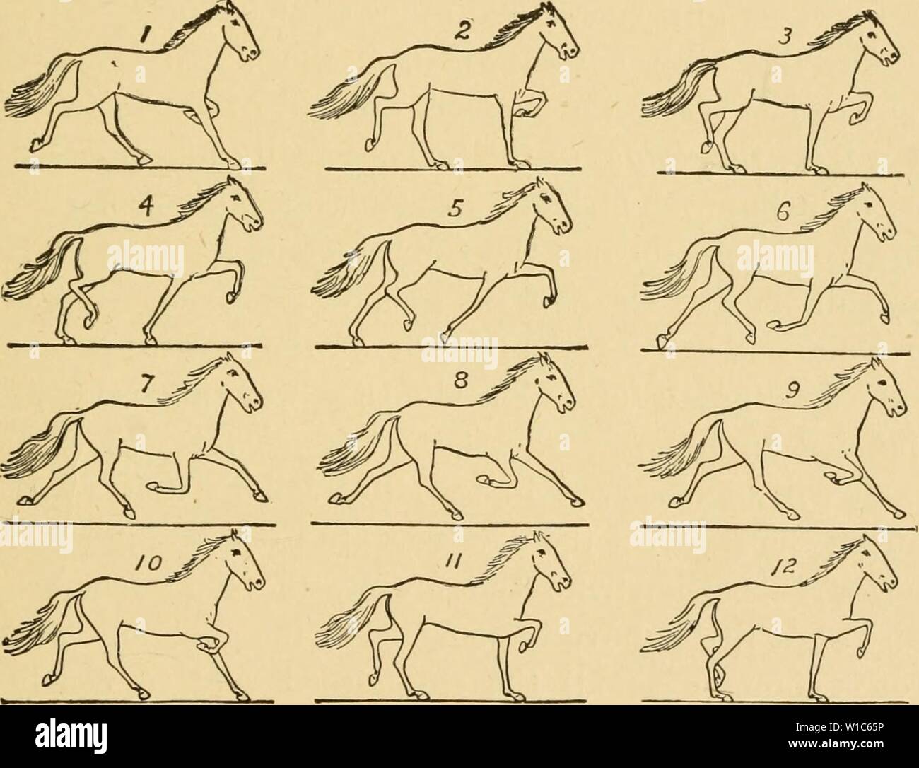 Immagine di archivio da pagina 54 del zoopraxography descrittivo o, la scienza. Zoopraxography descrittivo o, la scienza della Locomozione animale reso popolare . descriptivezoopr00muyb Anno: 1893 il trotto 33 fino a quando non è a volte molto in anticipo della sua parete laterale in avanti il piede, l'ex, tuttavia, essendo gradualmente a bassa- ered, mentre quest'ultimo viene sollevato. La zampa posteriore destra ed entrambe le gambe anteriori sono ora molto flesse, mentre la zampa posteriore sinistra è teso indietro alla sua massima estensione con la parte inferiore del piede rivolto verso l'alto, il sinistro gamba anteriore viene spinta in avanti e gradualmente alcune fasi consecutive di Foto Stock