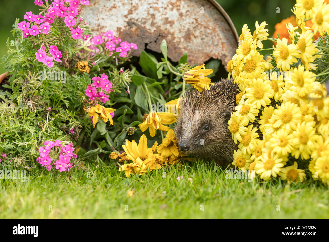 Riccio, (nome scientifico: Erinaceus europaeus) un selvatico, nativo, hedgehog europea nel giardino naturale habitat con colorati di rosa e fiori di colore giallo Foto Stock