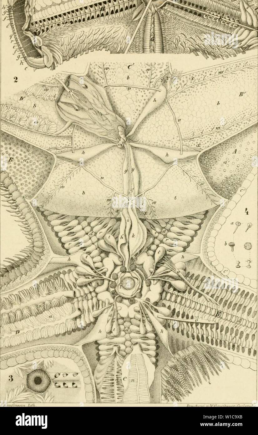 Immagine di archivio da pagina 576 di Die Klassen und Ordnungen der Foto Stock