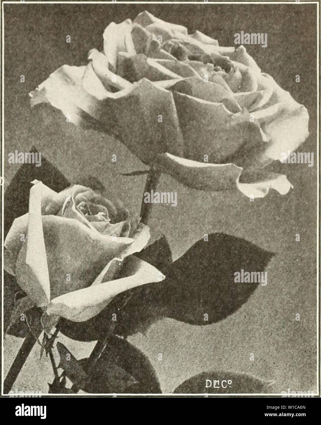 Immagine di archivio da pagina 58 del catalogo descrittivo di vegetale e. Catalogo descrittivo dei vegetali e semi di fiori . descriptivecatal1926Giovanni Anno: 1926 Rambler Rose Hedge Premier Margaret Dickson. Bianco con carne pallido centro; splendida forma e sostanza. La crescita molto vigorosa. Devono essere potati leggermente. Mme. Gabriel Luizet. Grande e piena di fiori, conformato a tazza in forma. Pallido rosa chiaro di colore; molto fragrante. La sig.ra John Laing. Bellissimo Colore rosa tenue, fiori molto grandi, in perfetta forma, e sommamente fragrante. Ulrich Brunner. Cherry Red, fiori grandi, pieni e di forma globulare. BAB Foto Stock