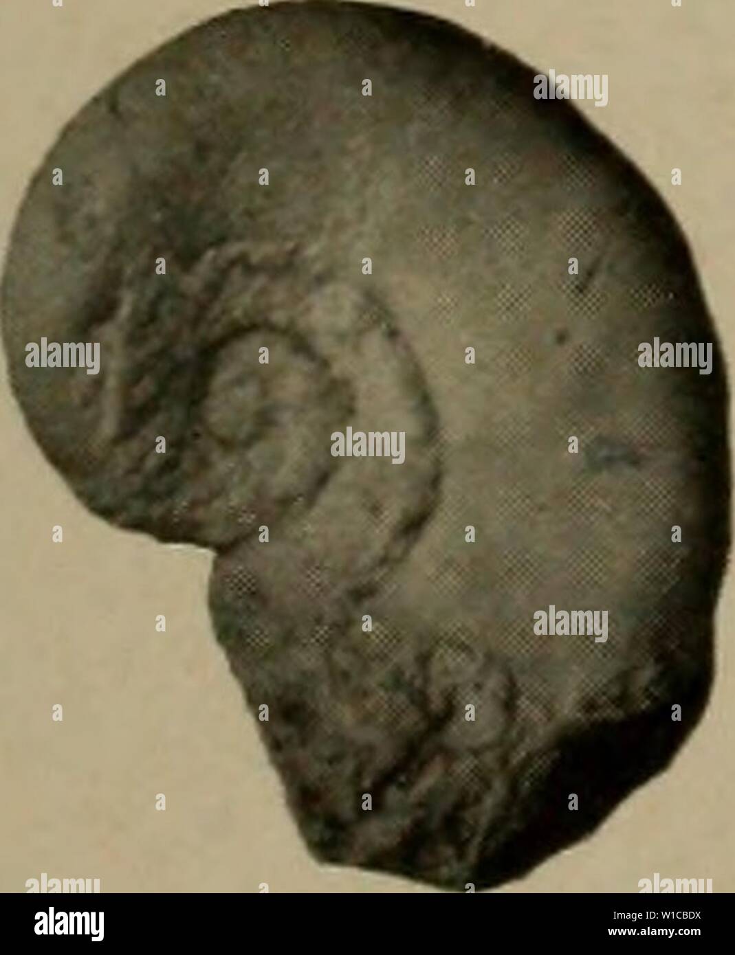 Immagine di archivio da pagina 588 del Devoniano del Missouri (1922). Il Devoniano del Missouri . devonianofmissou00crusca Anno: 1922 T6 Foto Stock