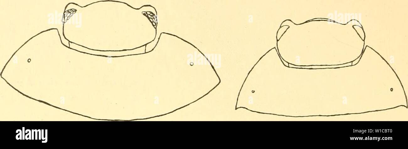 Immagine di archivio da pagina 59 del die Asseln oder Isopoden Deutschlands. Die Asseln oder Isopoden Deutschlands . dieasselnoderiso00dahl Anno: 1916 ÖO 26. Porcellio. Endglied der Fühler ist (ohne den Endzapfen) wenigstens um die Hälfte länger als das Glied vorletzte; Telson das ist nicht rinnen- förmig eingedrückt; südöstliche arte JPorcellio {Proporcellio) politu" Fig. 81. Porcellio i)olitns, Kopfende. Fig. 82. Porcellio gallicus, Kopf Foto Stock