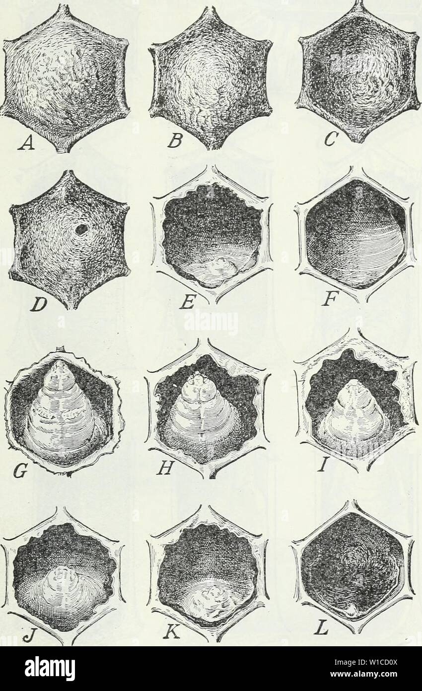 Immagine di archivio da pagina 6 di diagnosi di malattie delle api in la. La diagnosi di malattie delle api nell'apiario . diagnosingbeedi392masterizzare Anno: 1936 la diagnosi di malattie delle api nell'apiario EFFETTO DOPO LA COLONIA la forza di una recente colonia infetti non saranno notevolmente influenzate e ci sarà solo uno o pochi larve o pupe in cellule sigillate con lievemente scolorito o sunken cappings. La figura 3.-i sintomi di peste americana: un, tappatura normale su una sana larva ; B-F, fasi di decolorazione e rimozione di cappings ; G, incappucciamento rimosso per mostrare una sana larva ; H-L, fasi di Foto Stock