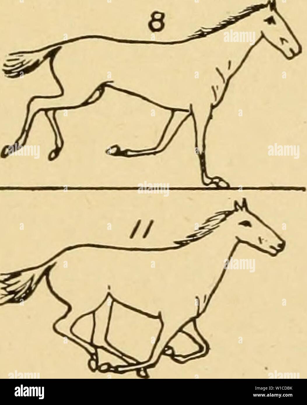 Immagine di archivio da pagina 60 del zoopraxography descrittivo o, la scienza. Zoopraxography descrittivo o, la scienza della Locomozione animale reso popolare . descriptivezoopr00muyb Anno: 1893 Foto Stock