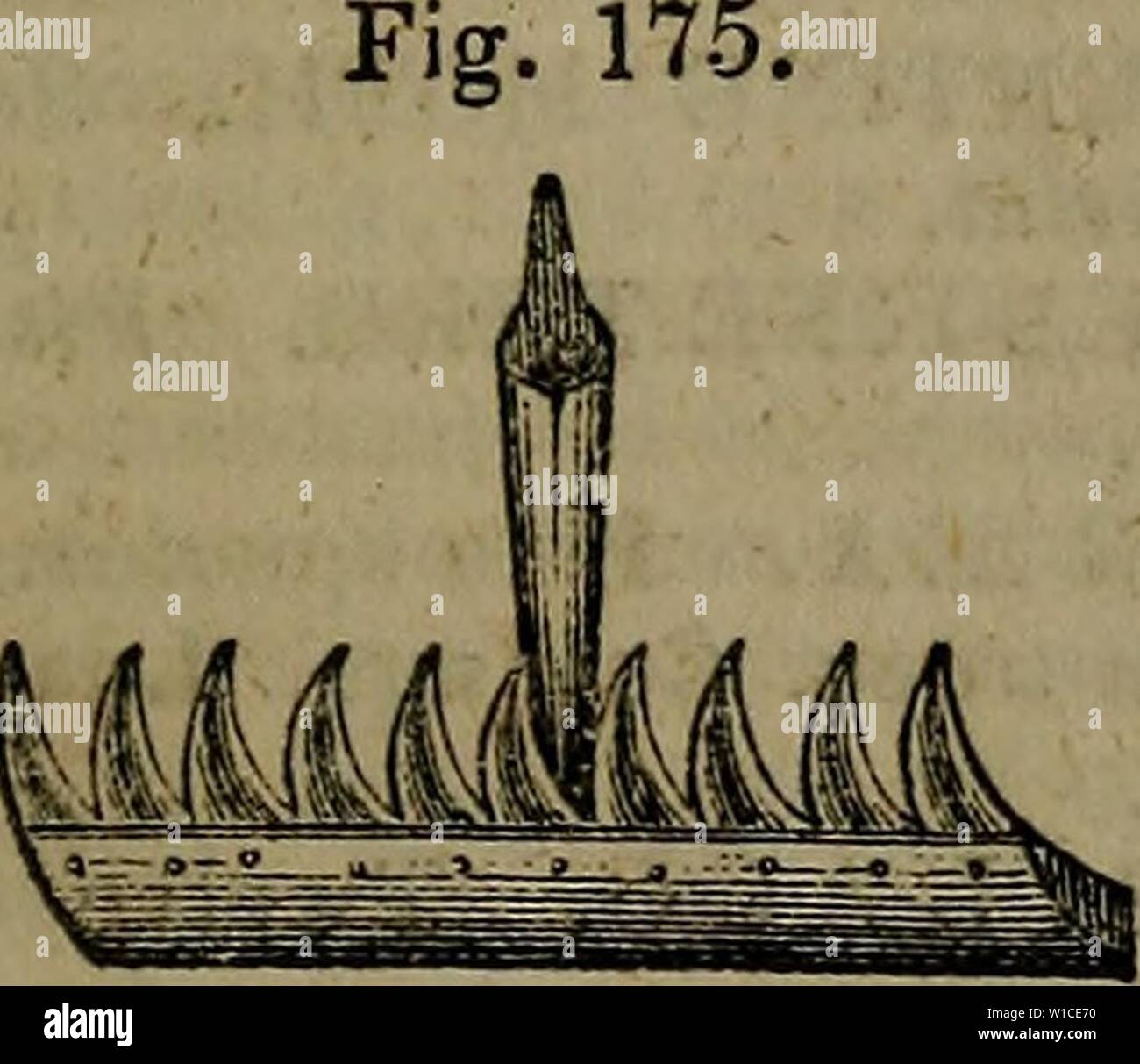 Immagine di archivio da pagina 608 di un dizionario di giardinaggio moderno. Un dizionario di giardinaggio moderno . dictionaryofmode01john Anno: 1847 Turfing il ferro è per il sollevamento o la pelatura del turves dal suolo. Esso ha una freccia con testa a lama piatta con un manico angolare, così :- Fig. 174. f o un manto erboso o Daisy rastrello è costituita da un pezzo di lamiera sottile ferro, tagliata a denti, con due tagliandi di cenere, o altro legno duro, tra il quale è saldamente rivetto- ed a formare un dorso, e tenerlo da piegatura. Quando metti insieme, il dorso è di un pollice e un quarto di spessore. Il legno è smussata per nulla, la metà di un pollice al di sopra Foto Stock