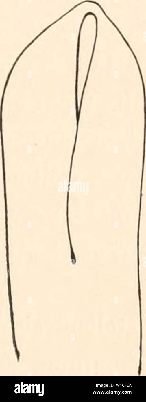 Immagine di archivio da pagina 624 della Deutsche Südpolar-Expedition, 1901-1903, im Auftrage. Deutsche Südpolar-Expedition, 1901-1903, im Auftrage des Reichsamtes des Innern . deutschesdpola16deut Anno: 1921 Foto Stock